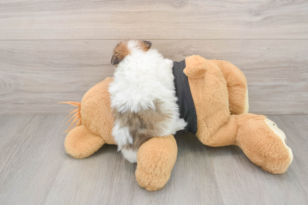 Friendly Pomeranian Baby