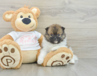 7 week old Pomeranian Puppy For Sale - Puppy Love PR