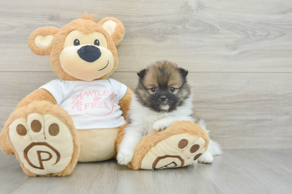 6 week old Pomeranian Puppy For Sale - Puppy Love PR