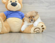 7 week old Pomeranian Puppy For Sale - Puppy Love PR