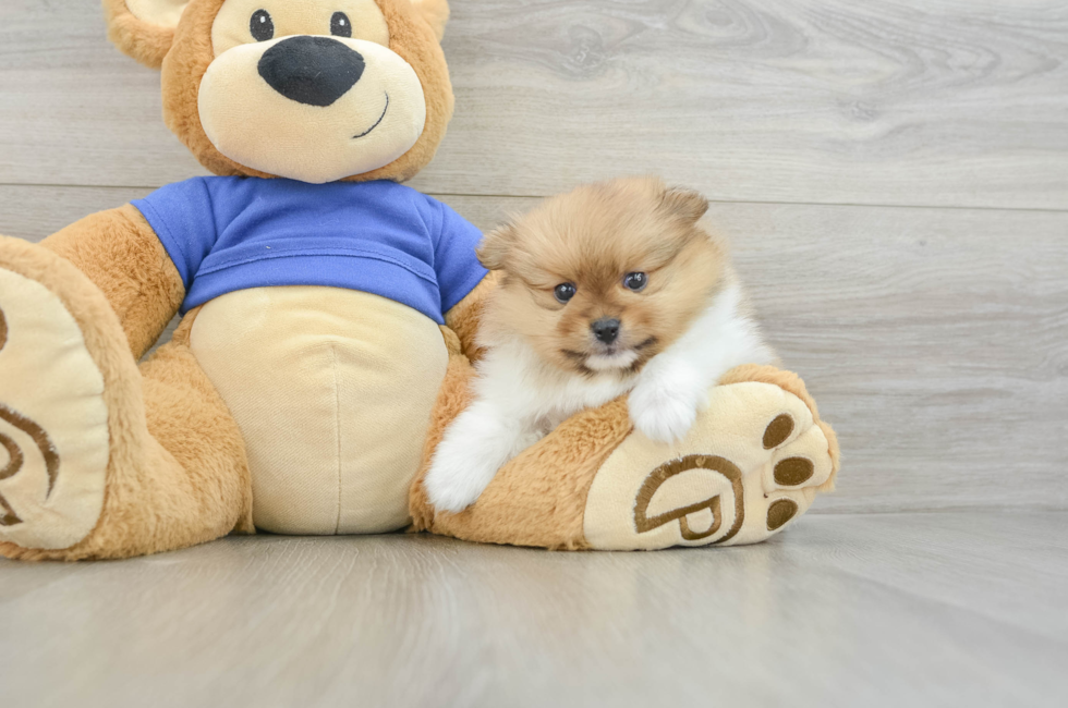 5 week old Pomeranian Puppy For Sale - Puppy Love PR