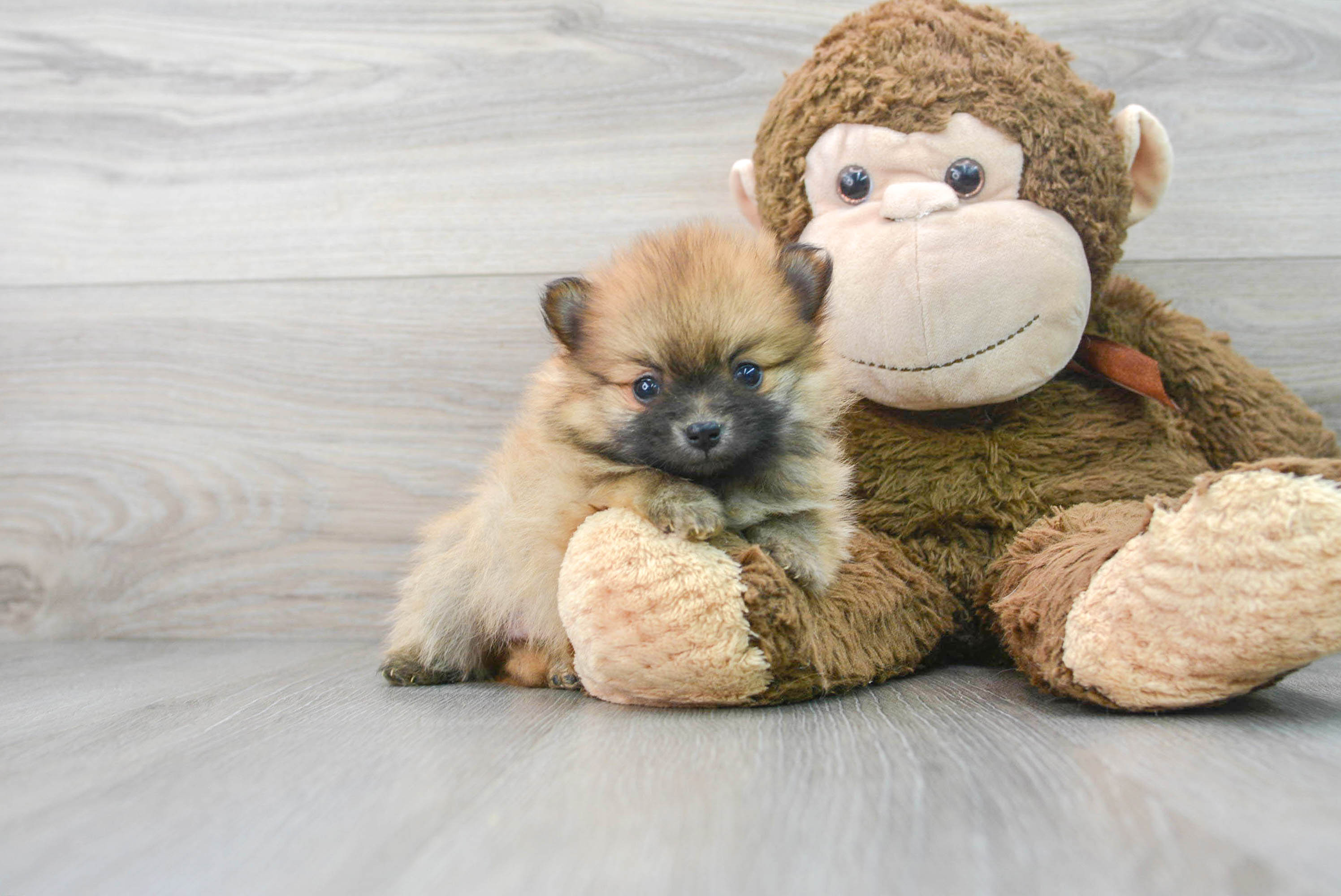 Pomeranian Pup Being Cute