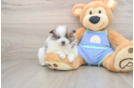 Pomeranian Pup Being Cute