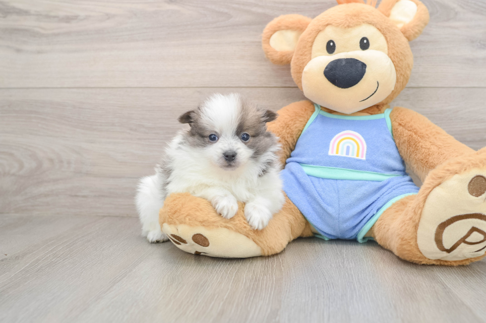 Pomeranian Pup Being Cute