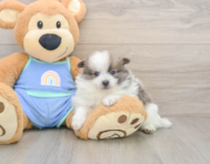 8 week old Pomeranian Puppy For Sale - Puppy Love PR