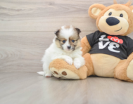 6 week old Pomeranian Puppy For Sale - Puppy Love PR