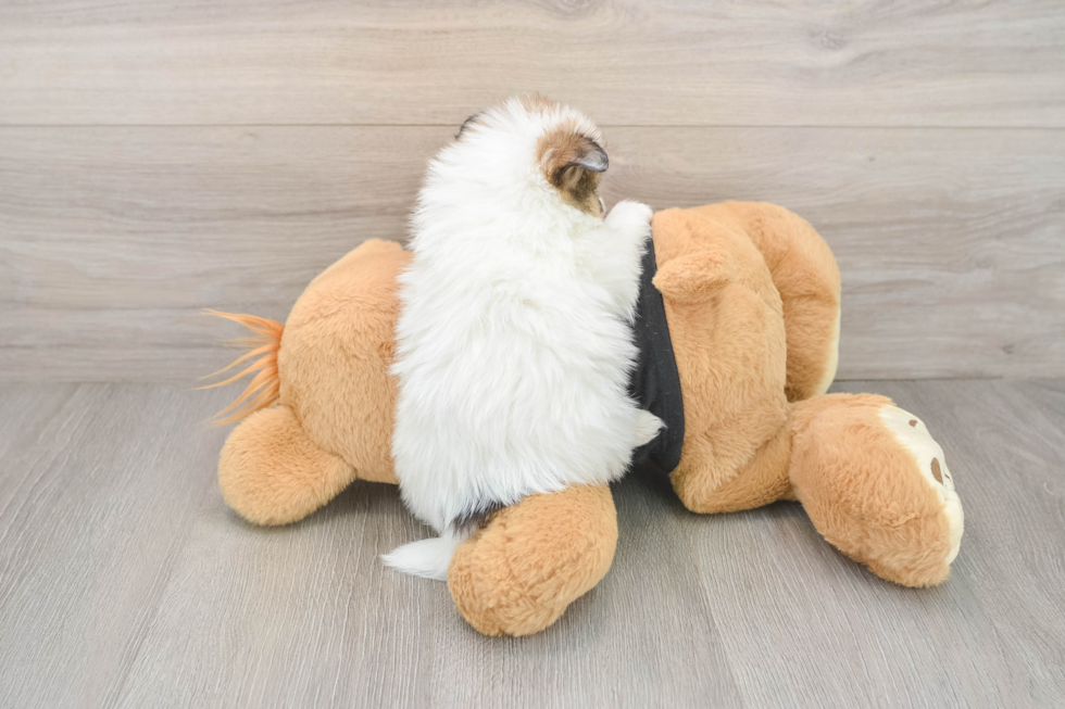 Funny Pomeranian Baby