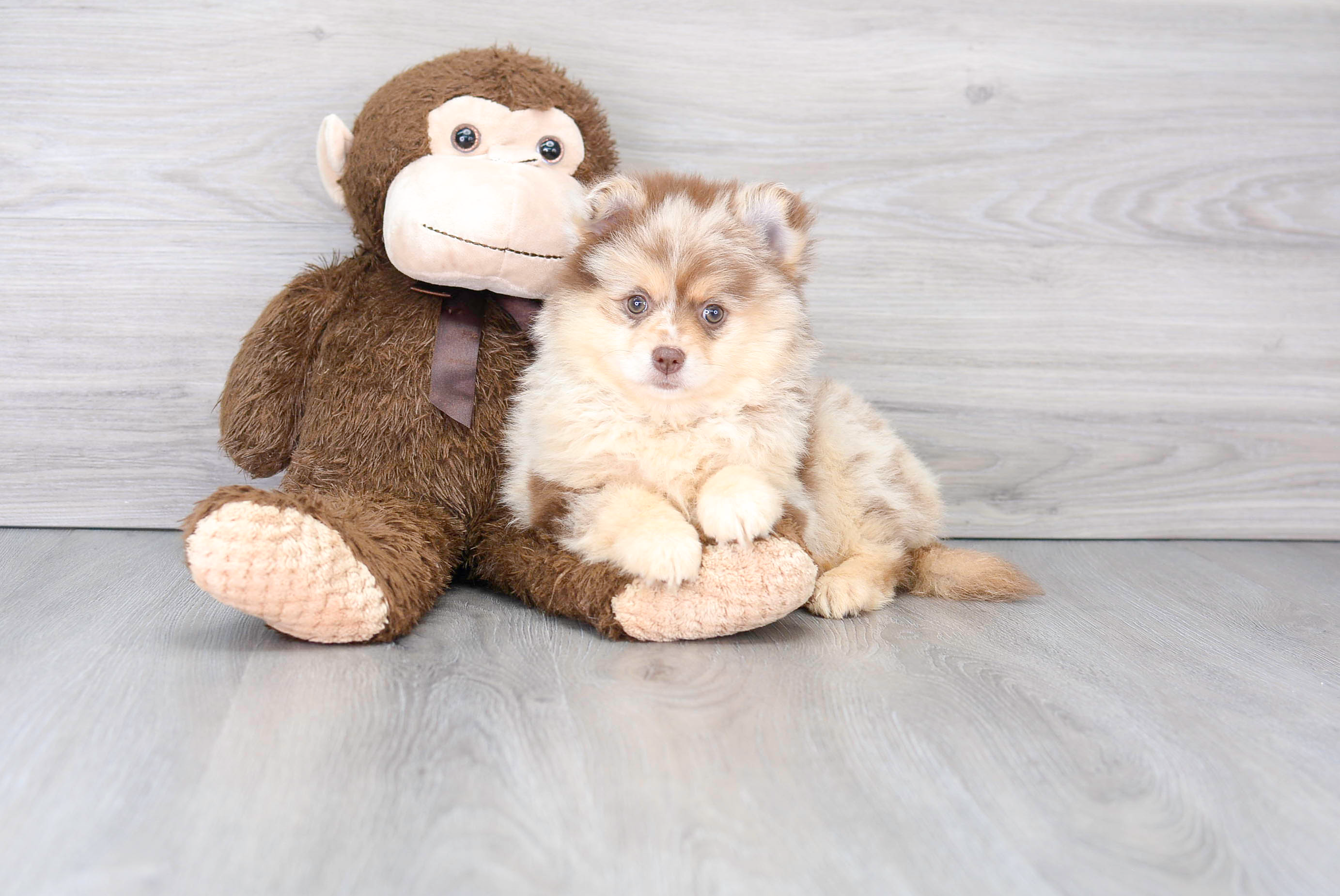 Pomeranian Puppy for Adoption
