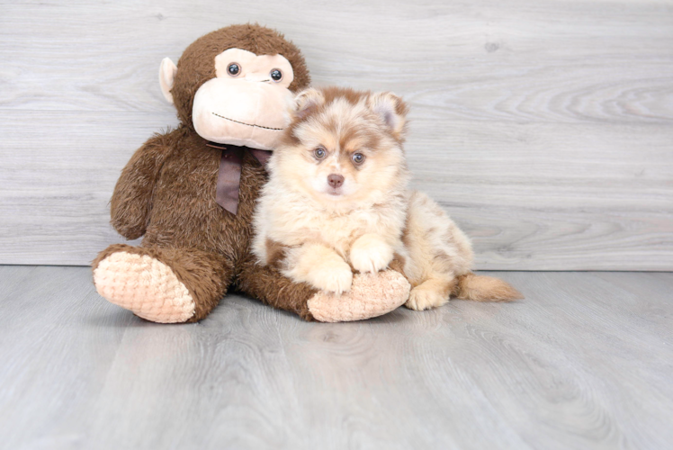 Meet Nova - our Pomeranian Puppy Photo 1/3 - Puppy Love PR Pomeranian Puppy for Adoption