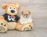 7 week old Pomeranian Puppy For Sale - Puppy Love PR