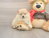 8 week old Pomeranian Puppy For Sale - Puppy Love PR