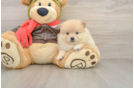 Petite Pom Dog Purebred Puppy