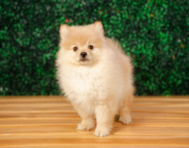 10 week old Pomeranian Puppy For Sale - Puppy Love PR