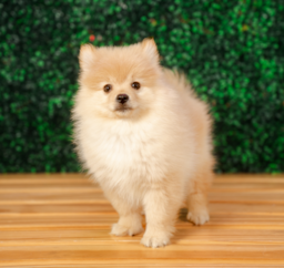 10 week old Pomeranian Puppy For Sale - Puppy Love PR