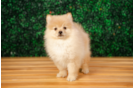 Cute Deutscher Spitz Purebred Puppy