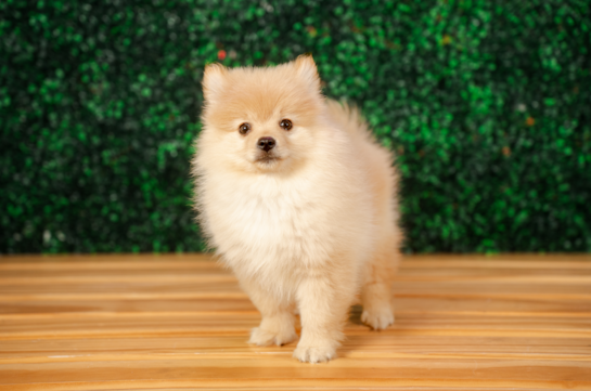 Cute Deutscher Spitz Purebred Puppy