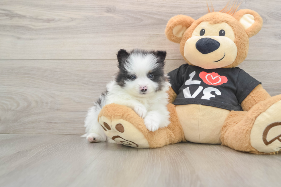 Best Pomeranian Baby