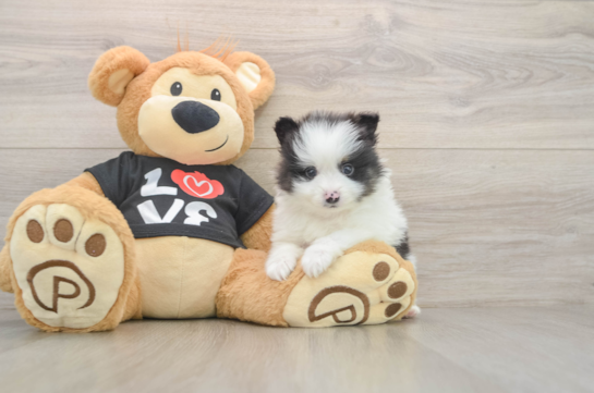 Energetic Loulou Purebred Puppy