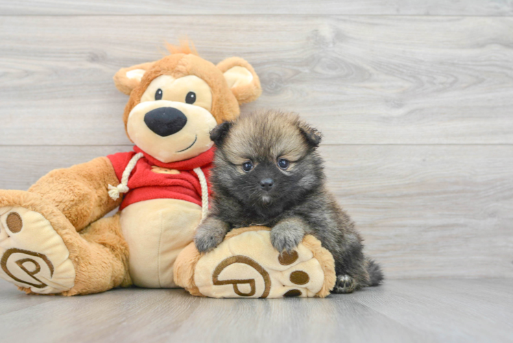 Meet Pandora - our Pomeranian Puppy Photo 1/3 - Puppy Love PR Smart Pomeranian Purebred Puppy