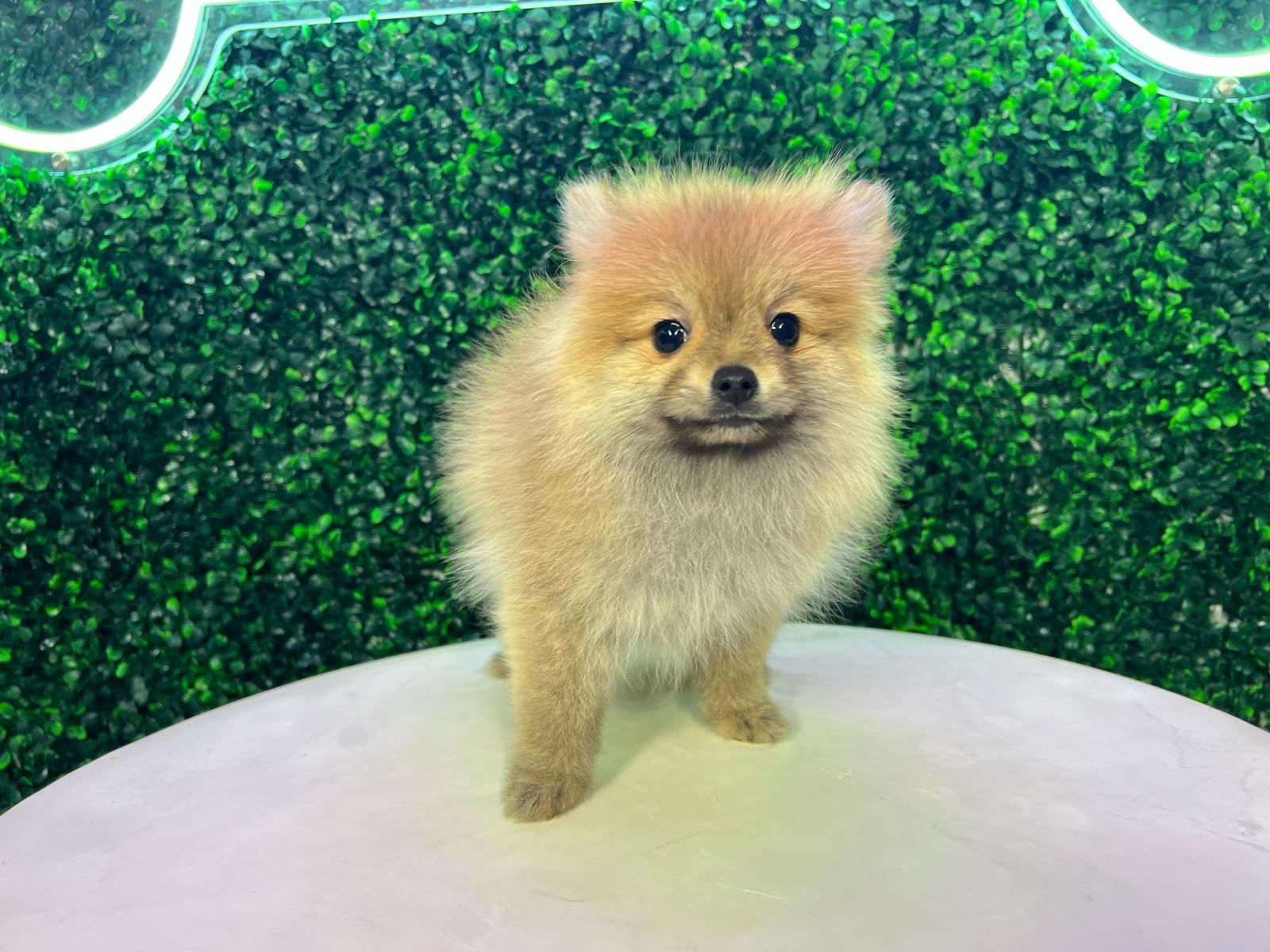 Cute Pomeranian Purebred Pup