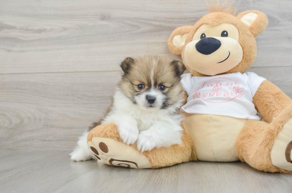 6 week old Pomeranian Puppy For Sale - Puppy Love PR
