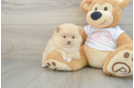 Hypoallergenic Pomeranian Purebred Pup