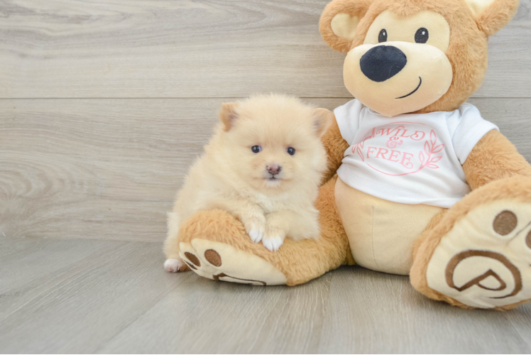 Meet Moet - our Pomeranian Puppy Photo 1/3 - Puppy Love PR Hypoallergenic Pomeranian Purebred Pup