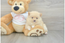 Pomeranian Puppy for Adoption