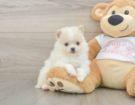 7 week old Pomeranian Puppy For Sale - Puppy Love PR