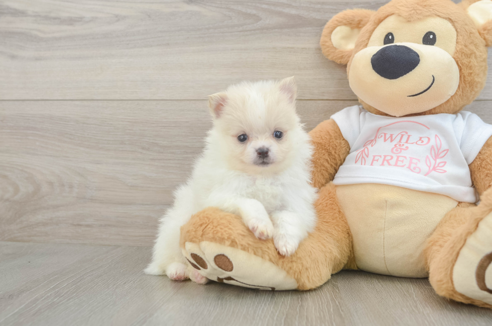 5 week old Pomeranian Puppy For Sale - Puppy Love PR