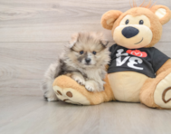 7 week old Pomeranian Puppy For Sale - Puppy Love PR