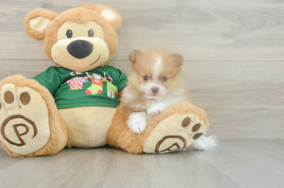 5 week old Pomeranian Puppy For Sale - Puppy Love PR