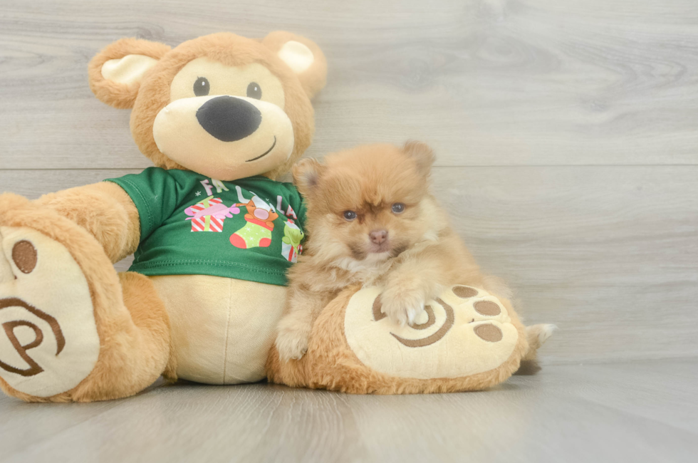 5 week old Pomeranian Puppy For Sale - Puppy Love PR