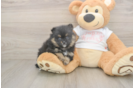 Popular Pomeranian Purebred Pup