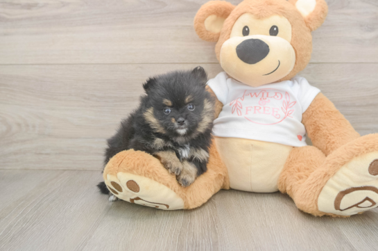 Popular Pomeranian Purebred Pup