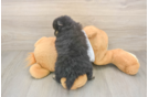 Pomeranian Pup Being Cute