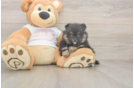 Best Pomeranian Baby