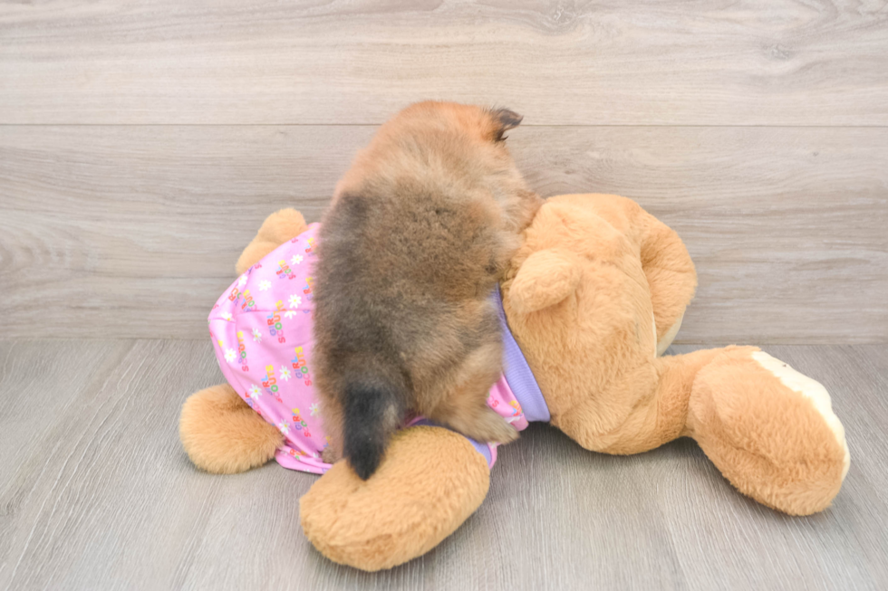 Pomeranian Puppy for Adoption