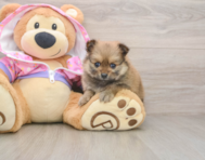 8 week old Pomeranian Puppy For Sale - Puppy Love PR