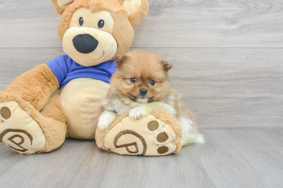 5 week old Pomeranian Puppy For Sale - Puppy Love PR