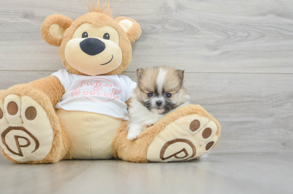 6 week old Pomeranian Puppy For Sale - Puppy Love PR