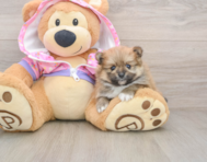 8 week old Pomeranian Puppy For Sale - Puppy Love PR