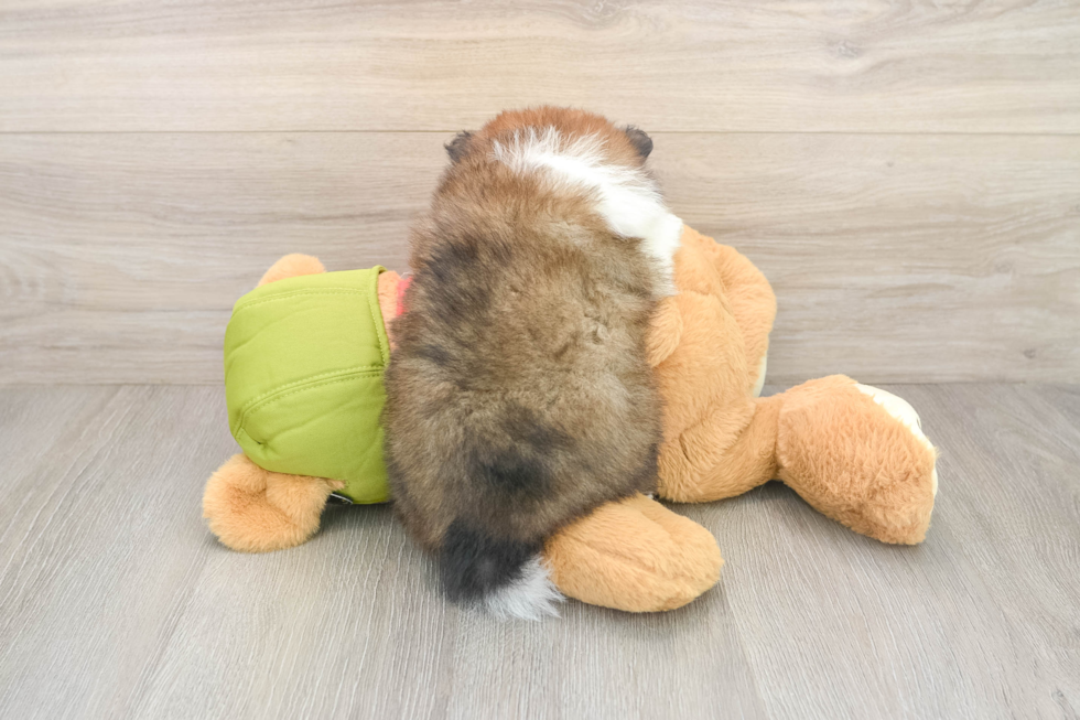 Playful Pomeranian Purebred Pup