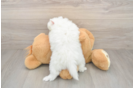 Akc Registered Pomeranian Baby