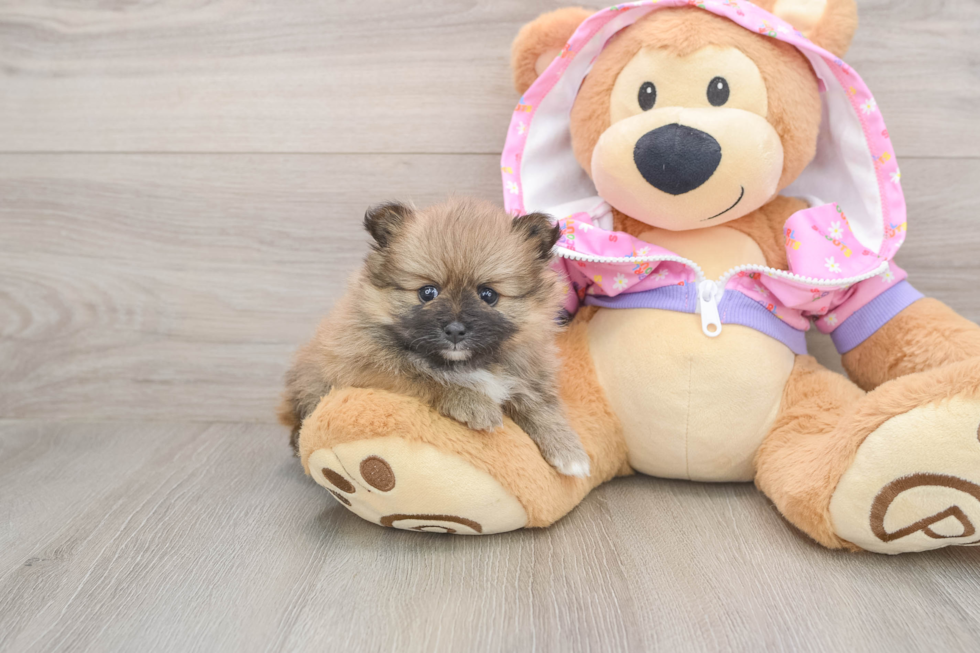 Fluffy Pom Purebred Puppy