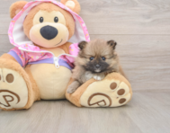 8 week old Pomeranian Puppy For Sale - Puppy Love PR