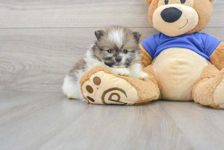 Akc Registered Pomeranian Purebred Pup