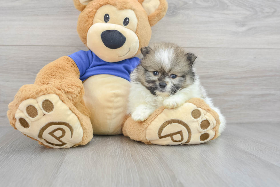 Pomeranian Puppy for Adoption