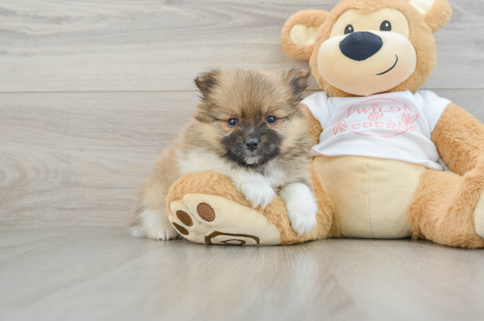 6 week old Pomeranian Puppy For Sale - Puppy Love PR