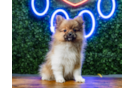 Pomeranian Puppy for Adoption